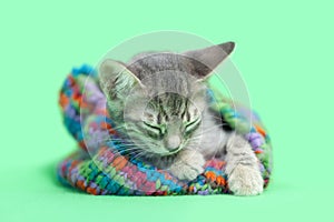 Sleeping Gray tabby kitten laying in a colorful green striped snow hat
