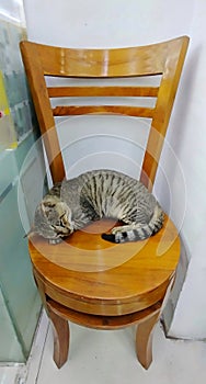 Sleeping Grey Cat on the Brown wooden Chair