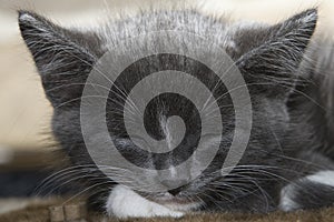 Sleeping Grey Kitten