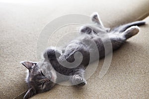 Sleeping grey kitten