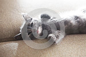 Sleeping grey kitten