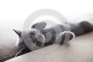 Sleeping grey kitten