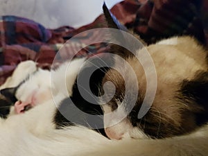 Sleeping Grey kitten