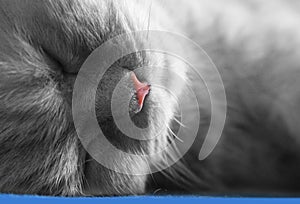 Sleeping grey kitten