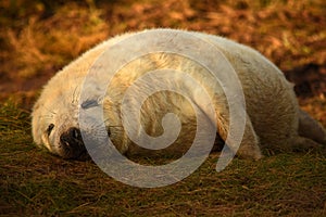 Sleeping grey seal pup with smile on face