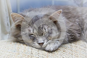 Sleeping grey striped kitten