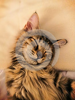 Sleeping, grinning cat