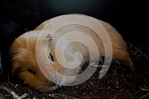 A sleeping Guinea pig