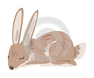 Sleeping Hare or Jackrabbit as Swift Animal with Long Ears and Grayish Brown Coat Vector Illustration