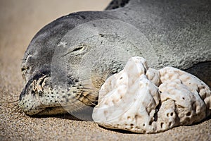 Sleeping Hawaiian monk seal on the beach