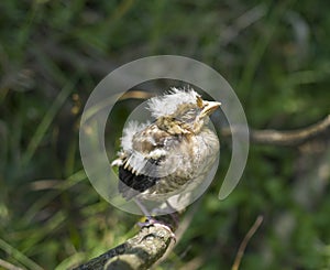 Sleeping hawfinch baby on branch