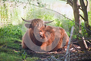 Sleeping Highland cattle. Scottish breed is a rustic cattle which has long horns and a long shaggy coat. Close up of