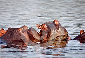 Sleeping hippo