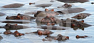 Sleeping Hippo Pile