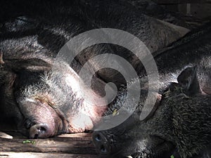 Sleeping hogs Chiang Mai