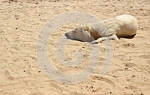 Sleeping homeless dog on a sandy