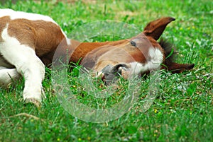 Sleeping horse photo