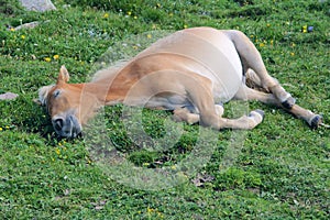 Sleeping horse
