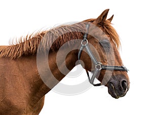 Sleeping horse on white background