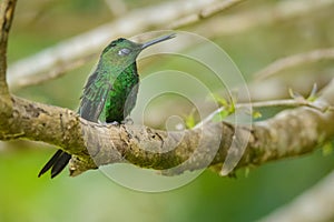 Sleeping hummingbird