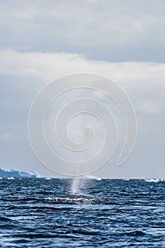 Sleeping Humpback whale in the Graham passage