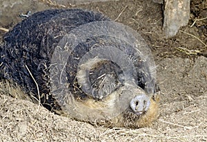 Sleeping hungarian woolly pig,