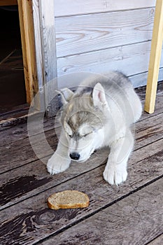A sleeping husky puppy with bread.