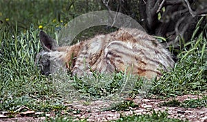 Sleeping hyena 3