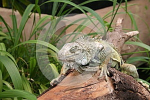 Sleeping Iguana
