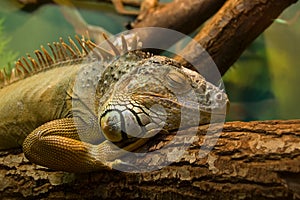 Sleeping iguana