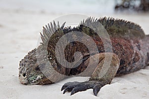 Sleeping Iguana on Beach
