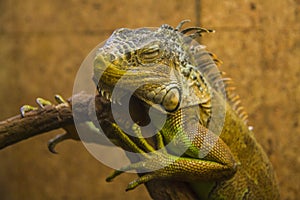 Sleeping Iguana