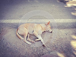 Sleeping indian dog at road side