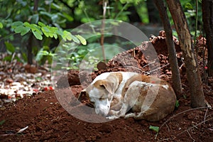 A sleeping Indian Pariah / Street Dog