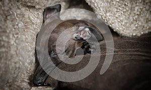 Sleeping Italian Greyhound Puppy