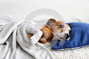 Sleeping jack russel terrier puppy