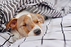 Sleeping Jack Russell terrier dog under blanket in the bed