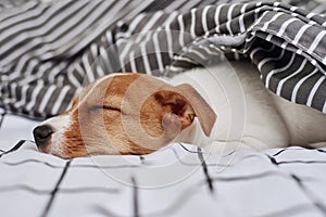 Sleeping Jack Russell terrier dog under blanket in the bed