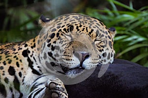 Sleeping Jaguar