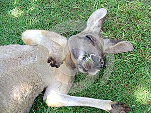 Sleeping Kangaroo