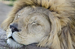 Sleeping king of animals photo