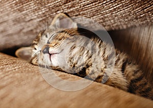 Sleeping kitten cat