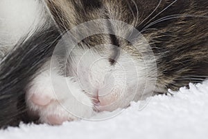 Sleeping kitten, close-up