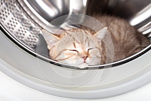 Sleeping kitten inside laundry washer