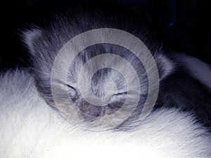 Sleeping kitten