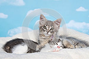 Sleeping kitten with sibling watching over