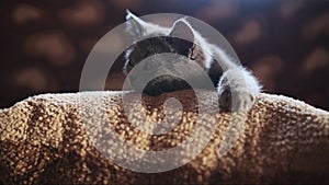 Sleeping kitten. Small grey cat sleeps with its head on pillow.