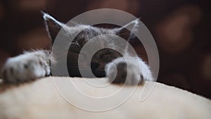 Sleeping kitten. Small grey cat sleeps with its head on pillow.