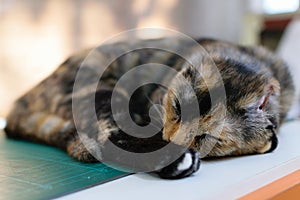 A sleeping kitten on the table