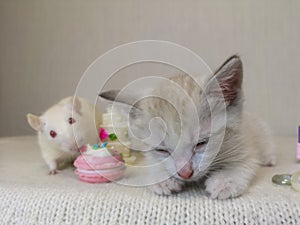 Sleeping kitten and white rat. Tom and Jerry. Cat and mouse together. Among sweet food